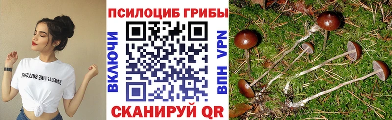Галлюциногенные грибы Cubensis  KRAKEN как зайти  Ядрин 